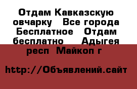 Отдам Кавказскую овчарку - Все города Бесплатное » Отдам бесплатно   . Адыгея респ.,Майкоп г.